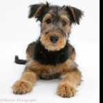 Airedale Terrier free
