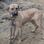 Blackmouth Cur free