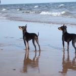 English Toy Terrier new wallpapers