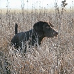 German Longhaired Pointer pics