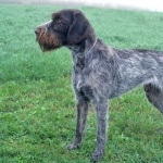 German Rough-haired Pointer funny
