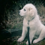 Great Pyrenees 1080p