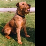 Irish Terrier photo