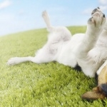 Jack Russell Terrier hd wallpaper
