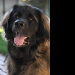 Leonberger wallpapers