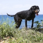 Montenegrin Mountain Hound new wallpapers