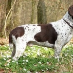 Old Danish Pointer high quality wallpapers