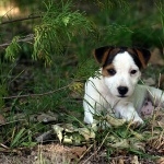 Parson Russell Terrier 1080p