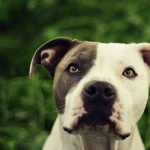 American Pit Bull Terrier new wallpapers