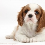 Cavalier King Charles Spaniel high definition wallpapers