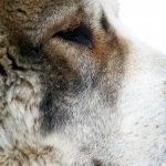 Central Asian Shepherd Dog widescreen