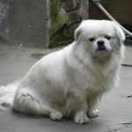 Chinese Imperial Dog image