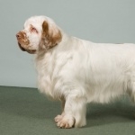 Clumber Spaniel high quality wallpapers