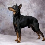 English Toy Terrier hd photos