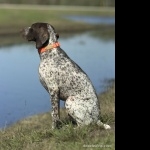 German Shorthaired Pointer photos