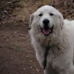 Great Pyrenees background