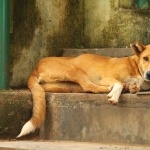 Indian pariah dog high definition photo