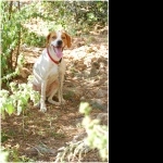 Istrian Shorthaired Hound funny