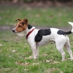 Jack Russell Terrier 1080p