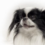 Japanese Chin new wallpapers