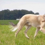 Longhaired Whippet wallpapers
