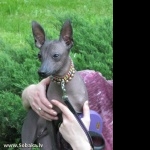 Mexican Hairless Dog wallpapers