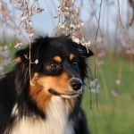 Rough Collie funny
