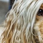 Afghan Hound new wallpaper