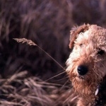 Airedale Terrier free wallpapers