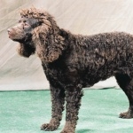 American Water Spaniel high definition wallpapers