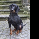Black and Tan Coonhound new wallpapers