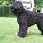 Black Russian Terrier new photos