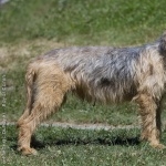 Bosnian Coarse-haired Hound free wallpapers