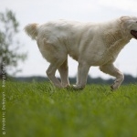 Central Asian Shepherd Dog new photos