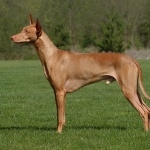 Pharaoh Hound high quality wallpapers