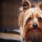 Silky Terrier images