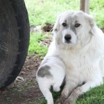 Armenian Gampr dog 1080p