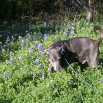 Blue Lacy wallpapers