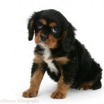 Cavalier King Charles Spaniel new wallpapers