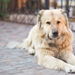 Central Asian Shepherd Dog free download