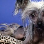 Chinese Crested Dog pic