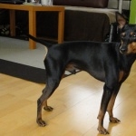 English Toy Terrier image