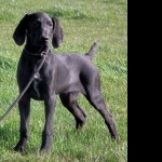 German Shorthaired Pointer hd
