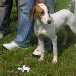 Istrian Shorthaired Hound pics
