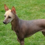 Mexican Hairless Dog new wallpaper