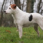 Parson Russell Terrier 2016
