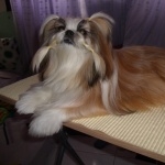 Chinese Imperial Dog new photos