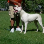 Dogo Argentino wallpapers
