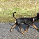 English Toy Terrier free
