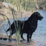 Flat-Coated Retriever free wallpapers